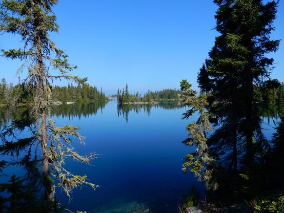Looking between two black spruce trees at perfectly calm deep blue water with a series of conifer covered rock islands  in the distance. The sky is perfectly clear and blue.