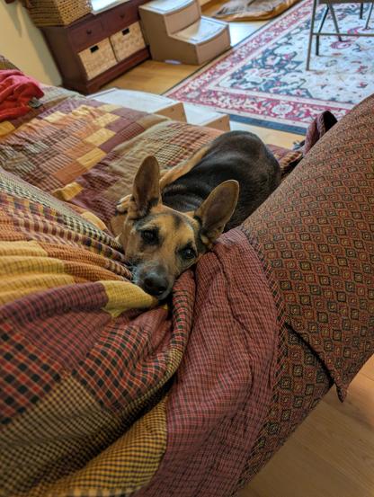 A dog lazing on a couch looks up with mild interest.