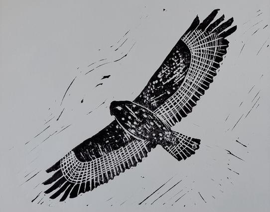 Lino print in black ink on white paper of a buzzard in flight as viewed from below