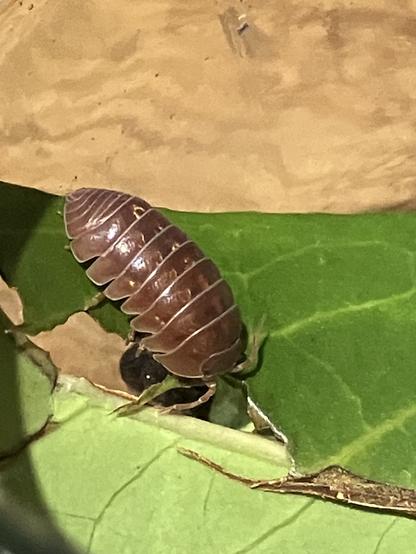 A brown woodlouse on a leaf