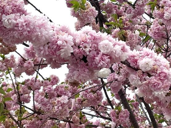 Yaezakura (八重桜), a late-blossoming type of sakura with many petals