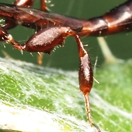 Detail of hind leg showing enlarged femur and notch.