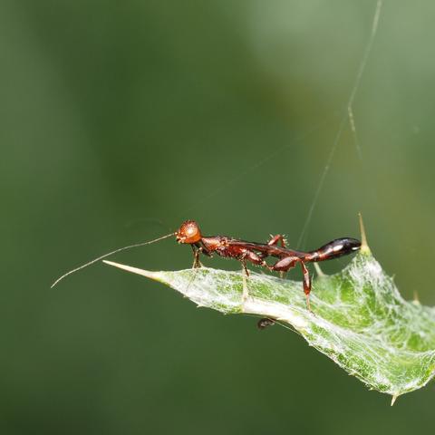 Very long, thin wasp sitting on a leaf with antennae outstretched.