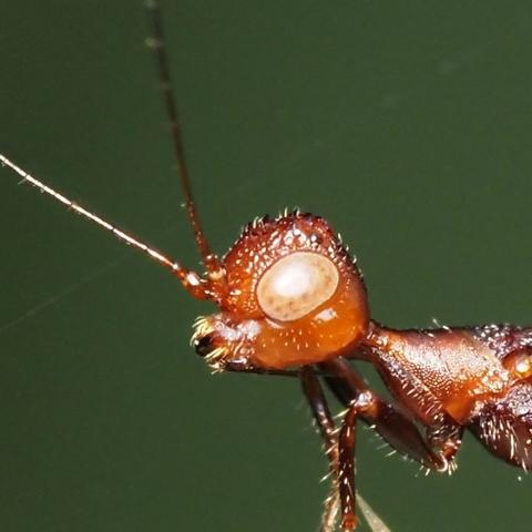 Closeup of head showing tubercles on top of head.