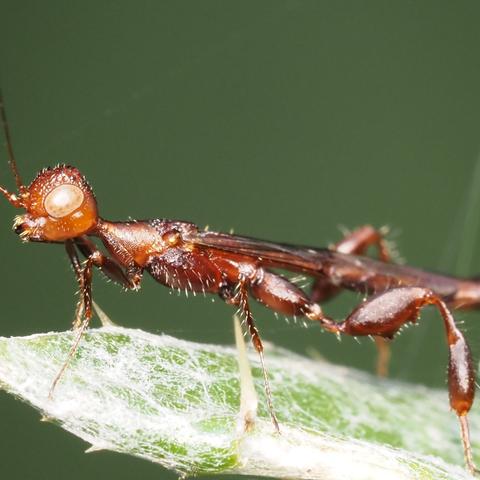 Closeup showing base of wings.