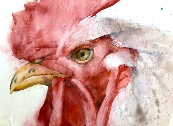 Watercolor painting of a cockerel