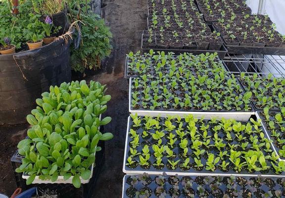 O'Neill: Planning out bed space and rotations means keeping up with sowing and prep • The Mendocino Voice