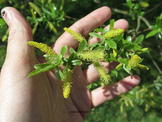 Photo of treespecies Salix alba : Category is bloem-flower-blume-fleur-flor