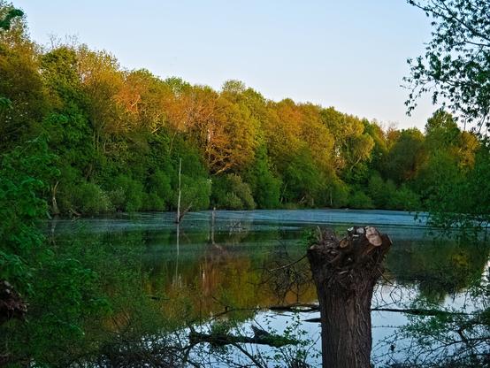 A lake surrounded by tall trees. The tops of the trees glow in shades of green and orange in the light of the setting sun. A tree trunk can be seen in the foreground of the picture, the upper part of the tree has been cut off (unfortunately). The atmosphere is peaceful and quiet. The water is smooth and the trees and sky are reflected in it.