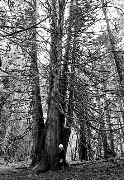 A black and white photograph depicts me standing beside the massive trunks of old cedar trees in a forest. The trees are tall and  branches reach up into the sky. The forest floor is covered in fallen leaves and twigs. Black and white photo.
