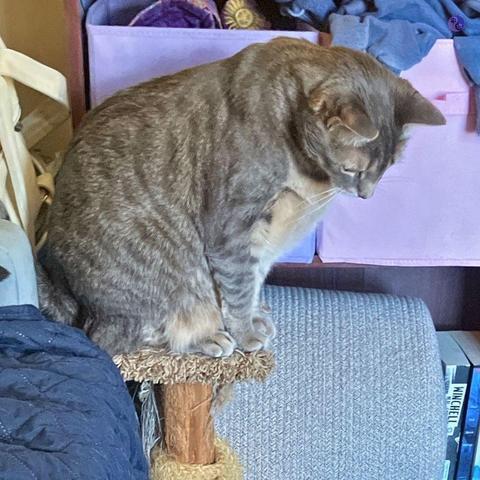 A large gray tabby cat perches on a short cat scratching post, with a background of a bookcase full of storage items, while he stares downward for another cat to happen by.