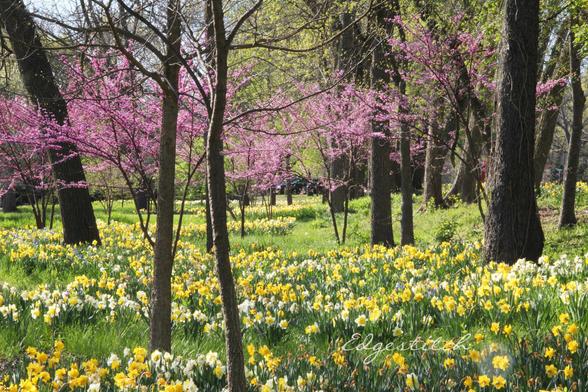Field of daffodils, with trees interspersed. Some are redbuds in bloom, which have tiny pink/purple flowers. Idyllic scene, lots of green, yellow and pinks.