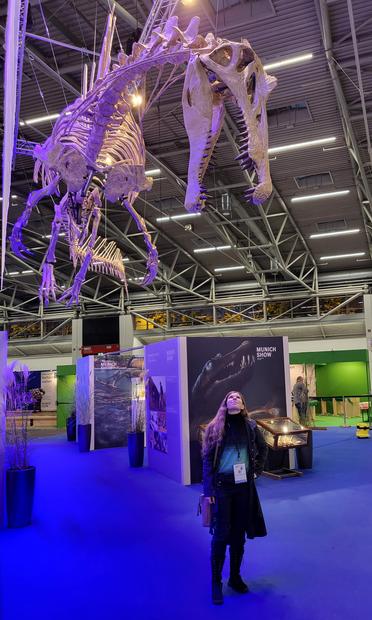Reconstructed skeleton of the theropod dinosaur Spinosaurus aegyptiacus at a fossil exhibition in Munich, Germany. The skeleton is suspended high above the ground mounted in a swimming position.