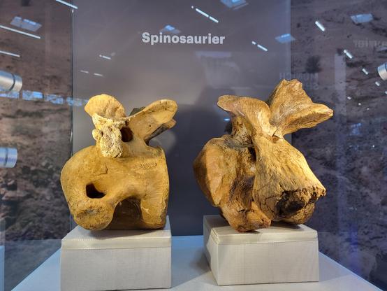 Original fossils (cervical vertebrae) of Spinosaurus aegyptiacus from Morocco housed at the Bayerische Staatssammlung für Paläontologie und Geologie on display at the Munich Show.