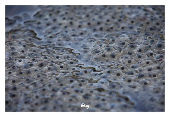 Macro photo of the surface of one of the clusters showing hundreds of individual frog eggs.