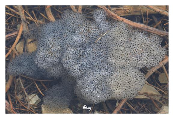 Close-up view of large clouds/clusters of frog spawn floating in the shallow crystal clear water of a mountain lake. Sticks and rocks on the ground below.