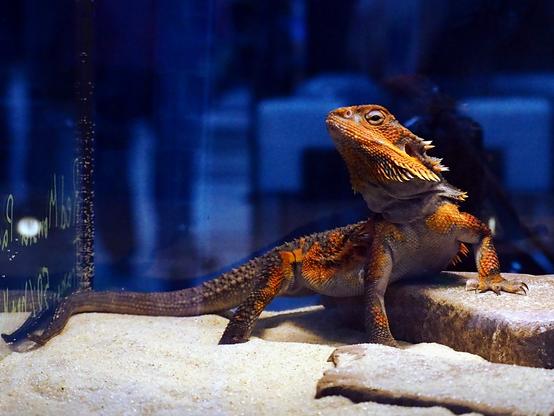 Gorgeous Red Monster Bearded Dragon, posing on the stone for the photo.