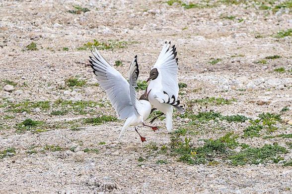 Two Black-headed Gulls having a fight, the bird to the right had tried to mount the other, she was having none of it. The open bill of the lower bird looks to be heading for the throat.