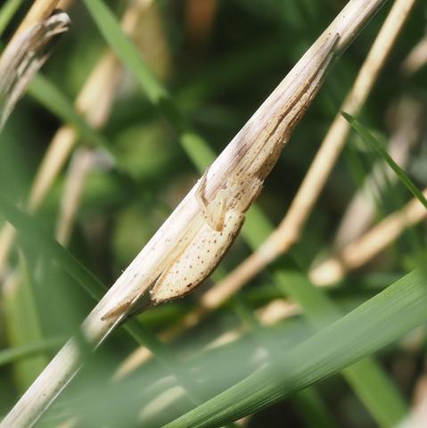 This spider chose a dry stem of grass which is an uncanny match for its own colour. Both are a pale beige. There are random brownish spots along the side of the body, breaking up the profile. Legs are stretched longitudinally in such an extreme way that the merge into the stem