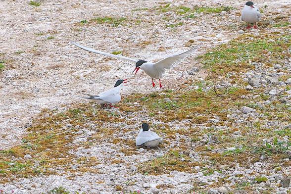 Three Common Tern are at centre of frame, the one closest with back to camera appears to be settled on the ground. The two upper centre of frame are in dispute, with wings outstretched, feet off the ground, and bill open, the bird on the right bears down toward the other bird. At the top right of frame another seems to be ignoring the whole episode.
