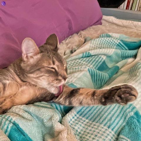 A gray tabby with a slim build and long legs sprawls over a turquoise and white throw over a person's legs, while both are on a daybed with a purple body pillow bolster, while the cat has tongue extended to groom their foreleg, illustrating Well-Groomed Cats.
