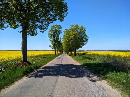 Wąska i podniszczona droga asfaltowa przez pola kwitnącego na żółto rzepaku. Na poboczach rosną lipy.