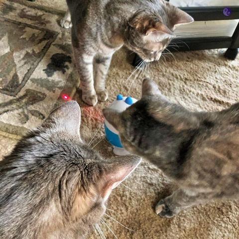 Three cats play with a round laser toy throwing a red dot at their feet on a beige carpet with a nature patterned runner. Shot from above with two gray tabbies and a small, dilute tortoiseshell. cat, blurred by motion.