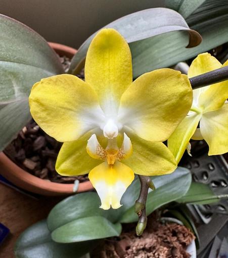 Daytime, indoors. A small yellow phalaenopsis bloom is centered in the frame with dark green orchid leaves and orange-brown terracotta pots. The yellow bloom is wide open with five petals and fades to white at the center. The lip fades from white at the tip to yellow in the center.