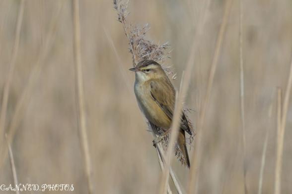 A small brown Sedge Warbler is perched on a vertical reed among tall, dry grasses.