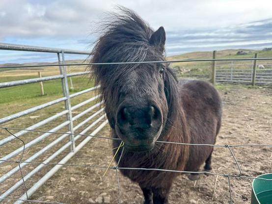 Shetland pony