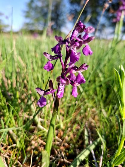 A purple orchid growing in a meadow.