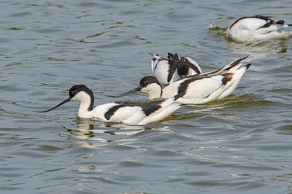 Four Avocet on a slightly choppy pool, the two closest to the camera are in profile and their distinctive long, upward curving bills are clearly seen.