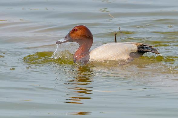 Pochard looking to left of frame, the whole of the bird is covered in a film of water giving it a glazed sheen. A curtain of water runs back into the pool below the bill and bright chestnut head.