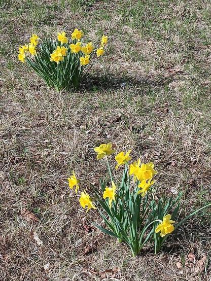 Along ground that is covered mostly by brown, faded grass from a previous season, interspersed with hints of new grass growth emerging, two clusters of daffodils, separated by about a meter and a half from one another, in full bloom, each with about a dozen bright yellow blossoms.