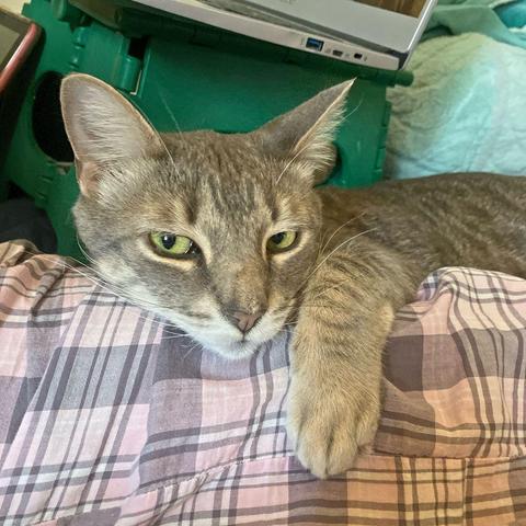 Close-up of the head and torso of a gray tabby cat with a white chin, half asleep with a prominent M on his forehead, and five stripes leading back towards his spine. His front paw is clutching a pink plaid pajama-clad leg of his person, with the edge of a Chromebook and a green footstool visible, helping to prop him up on the leg of his choice, illustrating The Favor of Good Behavior.