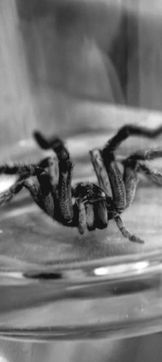 Spider in the bathroom