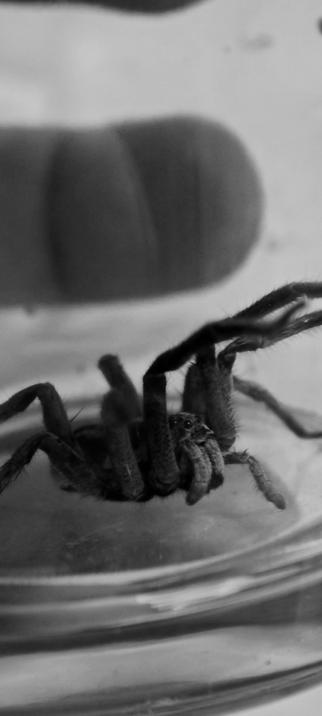 Spider in the bathroom