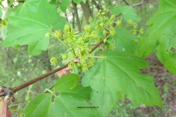 Photo of treespecies Acer campestre : Category is lente-spring-fruhling-printemps-primavera