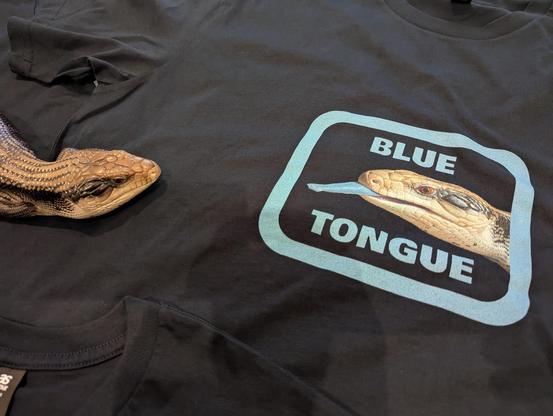 Photo of a blue tongue skink lying on a t-shirt that has a photo of the skink printed on it.