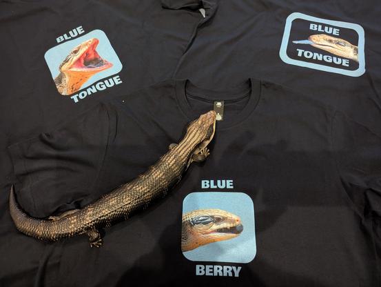 Photo of a blue tongue skink lying on 3 t-shirts, each with a photo of the skink printed on it.