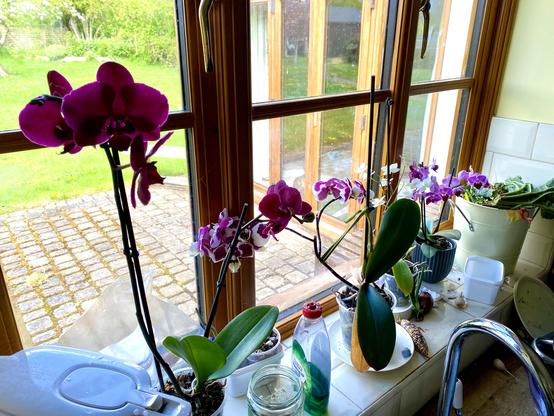 Orchids in flower on a window cill
