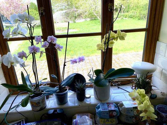 Orchids in flower on a window cill