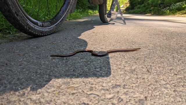 Photo of a slowworm on an asphalt road. The bottom parts of two bike wheels can be seen behind it, and greenery on both sides.