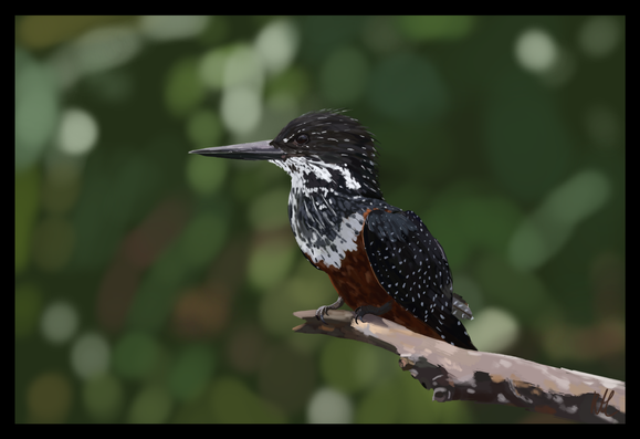 A giant kingfisher - a bird with a long, sharp beak, black head and wings, a dappled black/white neck and red-brown underbelly - perches on a branch before a background of variegated greens.