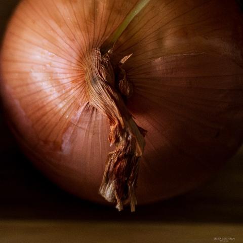 Close up of a dramatically lit onion.