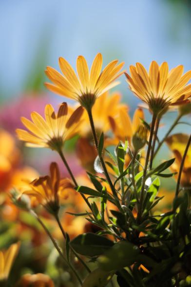 Close-up of bright yellow flowers with slender stems against a blurred background of colorful blooms and blue sky.