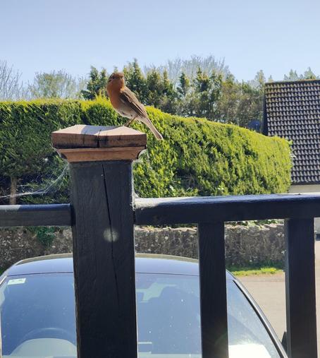 A robin sitting on the top of a fence post.