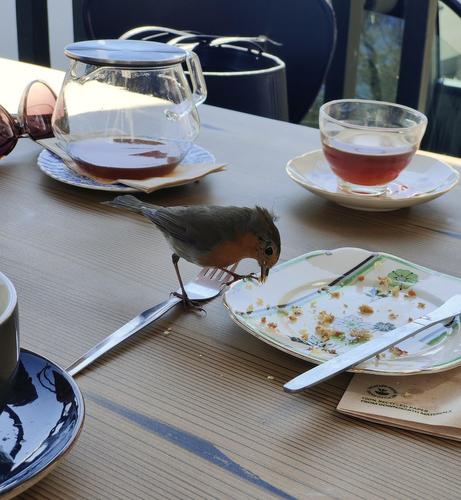 A robin on a table, eating crumbs from a plate