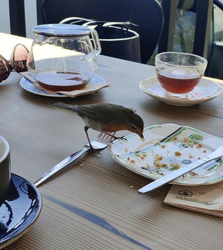 A robin on a table, eating crumbs from a plate.