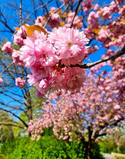 A photo of a Japanese cherry blossom bathed in warm sunlight. The bright weather and blooming flowers create a cheerful, serene spring atmosphere.